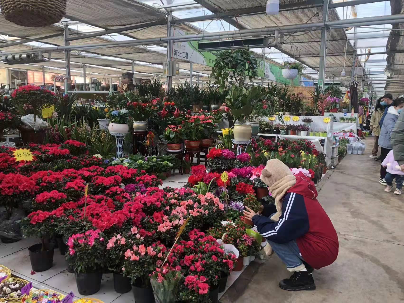 石家庄,历史底蕴与现代魅力的完美交融